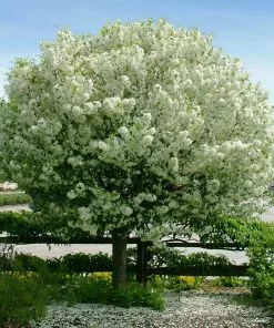 Fast Growing Trees Lollipop® Crabapple Tree Crabapple Trees