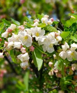 Fast Growing Trees Lollipop® Crabapple Tree Crabapple Trees 11 Fast Growing Trees Lollipop® Crabapple Tree Crabapple Trees