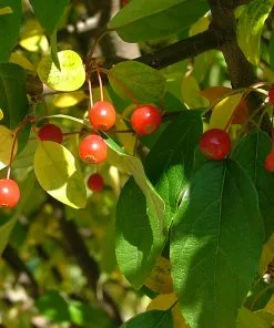 Fast Growing Trees Lollipop® Crabapple Tree Crabapple Trees 12 Fast Growing Trees Lollipop® Crabapple Tree Crabapple Trees