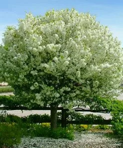 Fast Growing Trees Lollipop® Crabapple Tree Crabapple Trees