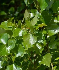 Fast Growing Trees Lombardy Poplar Tree Poplar Trees 12 Fast Growing Trees Lombardy Poplar Tree Poplar Trees