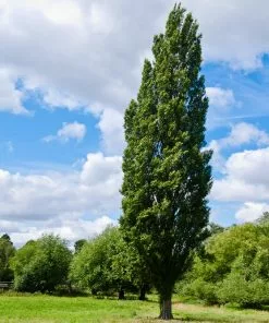 Fast Growing Trees Lombardy Poplar Tree Poplar Trees 10 Fast Growing Trees Lombardy Poplar Tree Poplar Trees
