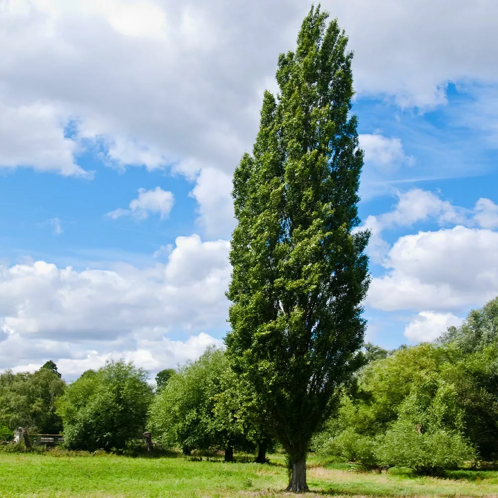 Fast Growing Trees Lombardy Poplar Tree Poplar Trees 5 Fast Growing Trees Lombardy Poplar Tree Poplar Trees