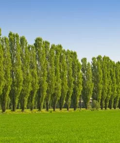 Fast Growing Trees Lombardy Poplar Tree Poplar Trees