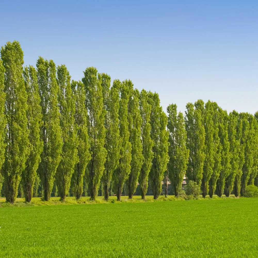 Fast Growing Trees Lombardy Poplar Tree Poplar Trees 4 Fast Growing Trees Lombardy Poplar Tree Poplar Trees