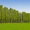 Fast Growing Trees Lombardy Poplar Tree Poplar Trees 2 Fast Growing Trees Lombardy Poplar Tree Poplar Trees