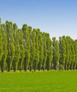 Fast Growing Trees Lombardy Poplar Tree Poplar Trees