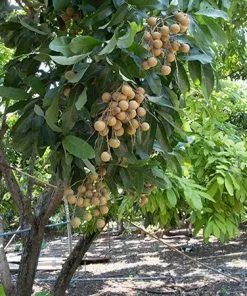 Fast Growing Trees Tropical Fruit Trees Longan Tree