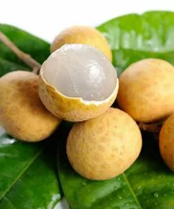 Fast Growing Trees Tropical Fruit Trees Longan Tree 8 Fast Growing Trees Tropical Fruit Trees Longan Tree