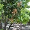 Fast Growing Trees Tropical Fruit Trees Longan Tree 2 Fast Growing Trees Tropical Fruit Trees Longan Tree