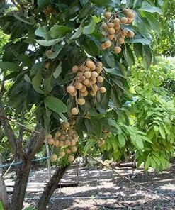 Fast Growing Trees Tropical Fruit Trees Longan Tree