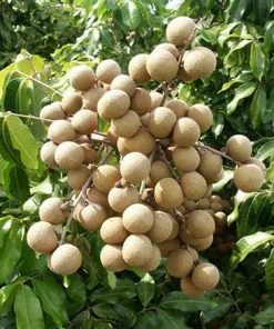 Fast Growing Trees Tropical Fruit Trees Longan Tree 9 Fast Growing Trees Tropical Fruit Trees Longan Tree
