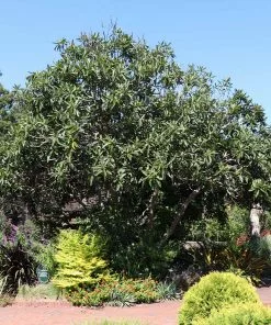 Fast Growing Trees Loquat 'Japanese Plum' Tree 9 Fast Growing Trees Loquat 'Japanese Plum' Tree