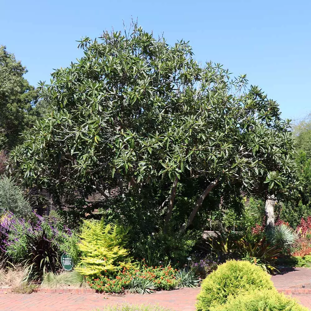 Fast Growing Trees Loquat 'Japanese Plum' Tree 5 Fast Growing Trees Loquat 'Japanese Plum' Tree