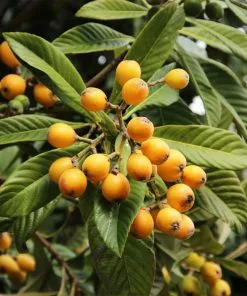 Fast Growing Trees Loquat 'Japanese Plum' Tree 8 Fast Growing Trees Loquat 'Japanese Plum' Tree