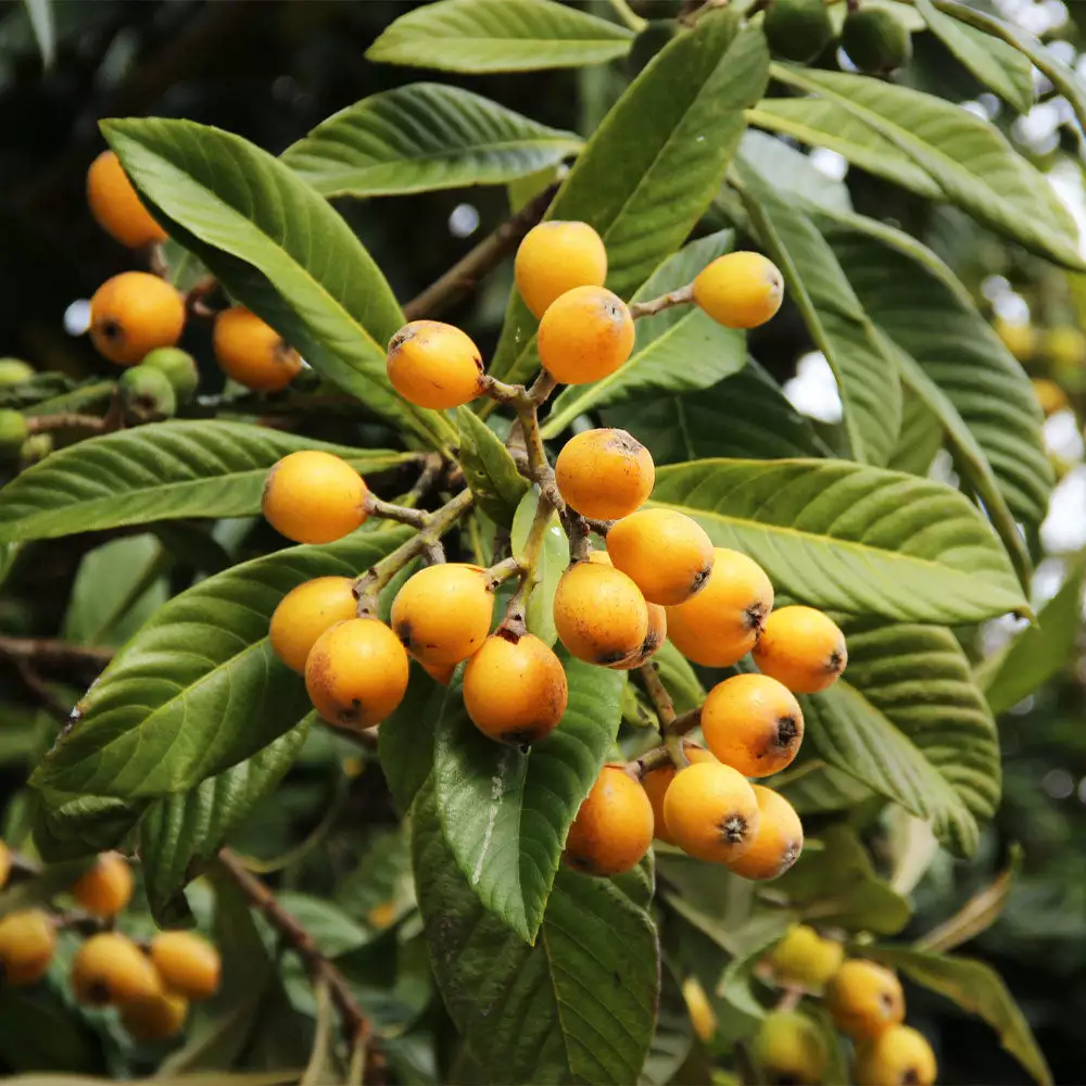 Fast Growing Trees Loquat 'Japanese Plum' Tree 4 Fast Growing Trees Loquat 'Japanese Plum' Tree