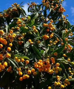 Fast Growing Trees Loquat 'Japanese Plum' Tree 10 Fast Growing Trees Loquat 'Japanese Plum' Tree