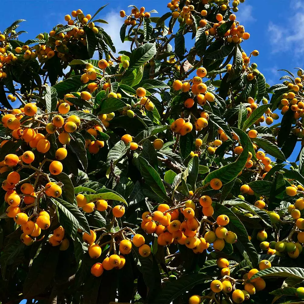Fast Growing Trees Loquat 'Japanese Plum' Tree 6 Fast Growing Trees Loquat 'Japanese Plum' Tree