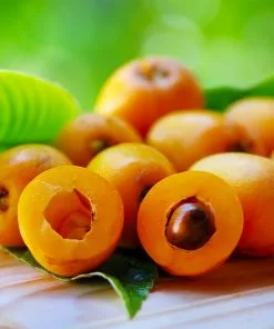 Fast Growing Trees Loquat 'Japanese Plum' Tree 11 Fast Growing Trees Loquat 'Japanese Plum' Tree