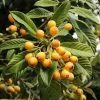 Fast Growing Trees Loquat 'Japanese Plum' Tree 1 Fast Growing Trees Loquat 'Japanese Plum' Tree