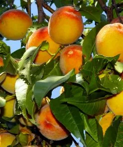 Fast Growing Trees Peach Trees Loring Peach Tree (USDA Organic)