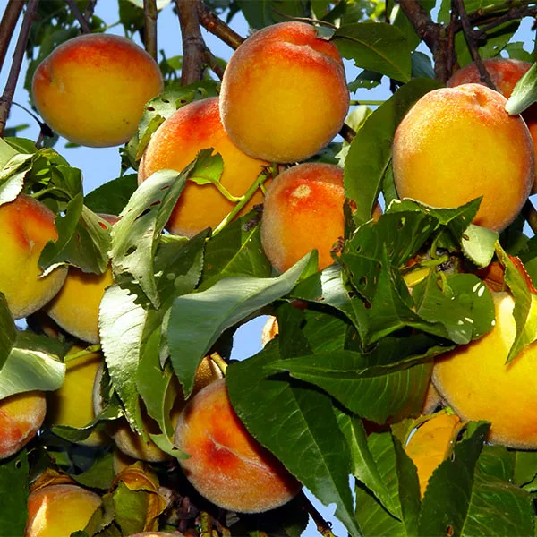 Fast Growing Trees Peach Trees Loring Peach Tree (USDA Organic) 3 Fast Growing Trees Peach Trees Loring Peach Tree (USDA Organic)