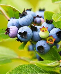 Fast Growing Trees See All Fruit Trees Lowbush Blueberry