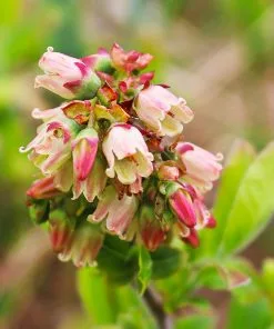 Fast Growing Trees See All Fruit Trees Lowbush Blueberry 11 Fast Growing Trees See All Fruit Trees Lowbush Blueberry
