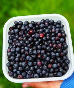 Fast Growing Trees See All Fruit Trees Lowbush Blueberry 12 Fast Growing Trees See All Fruit Trees Lowbush Blueberry