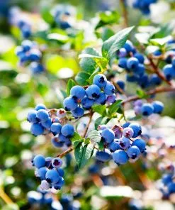 Fast Growing Trees See All Fruit Trees Lowbush Blueberry 13 Fast Growing Trees See All Fruit Trees Lowbush Blueberry