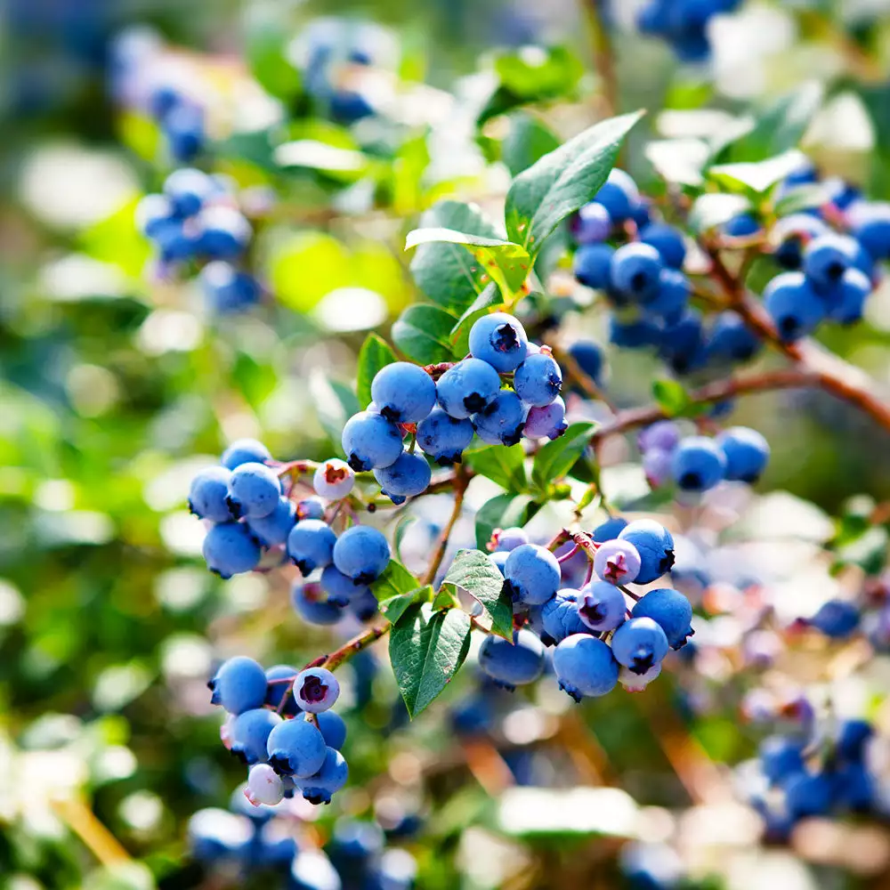 Fast Growing Trees See All Fruit Trees Lowbush Blueberry 7 Fast Growing Trees See All Fruit Trees Lowbush Blueberry