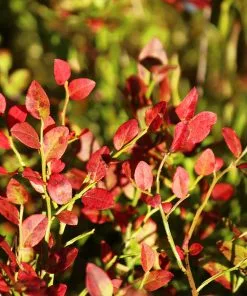 Fast Growing Trees See All Fruit Trees Lowbush Blueberry 14 Fast Growing Trees See All Fruit Trees Lowbush Blueberry