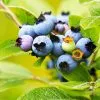 Fast Growing Trees See All Fruit Trees Lowbush Blueberry 1 Fast Growing Trees See All Fruit Trees Lowbush Blueberry