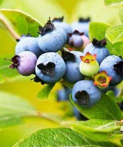 Fast Growing Trees See All Fruit Trees Lowbush Blueberry