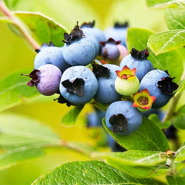 Fast Growing Trees See All Fruit Trees Lowbush Blueberry 3 Fast Growing Trees See All Fruit Trees Lowbush Blueberry