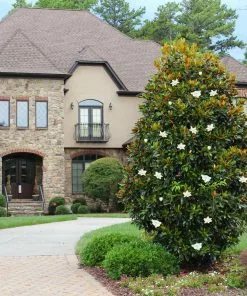 Fast Growing Trees Little Gem Magnolia Tree