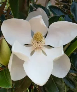 Fast Growing Trees Little Gem Magnolia Tree