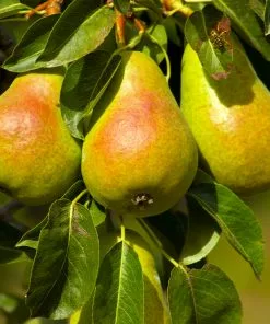 Fast Growing Trees Pear Trees Luscious Pear Tree 9 Fast Growing Trees Pear Trees Luscious Pear Tree