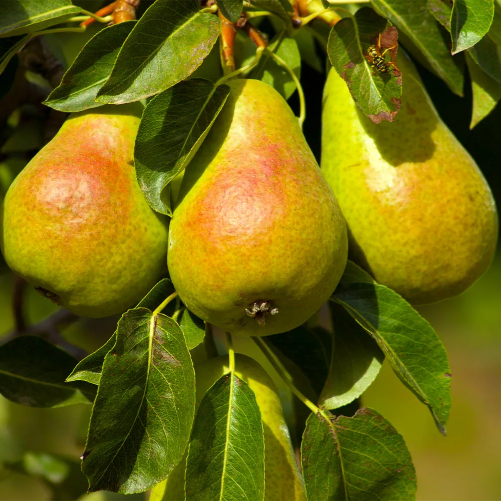 Fast Growing Trees Pear Trees Luscious Pear Tree 5 Fast Growing Trees Pear Trees Luscious Pear Tree