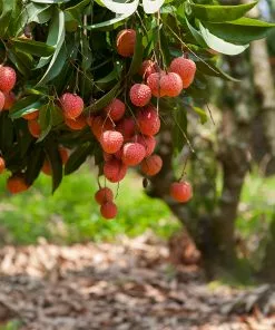 Fast Growing Trees Lychee Tree See All Fruit Trees