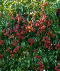 Fast Growing Trees Lychee Tree See All Fruit Trees 9 Fast Growing Trees Lychee Tree See All Fruit Trees