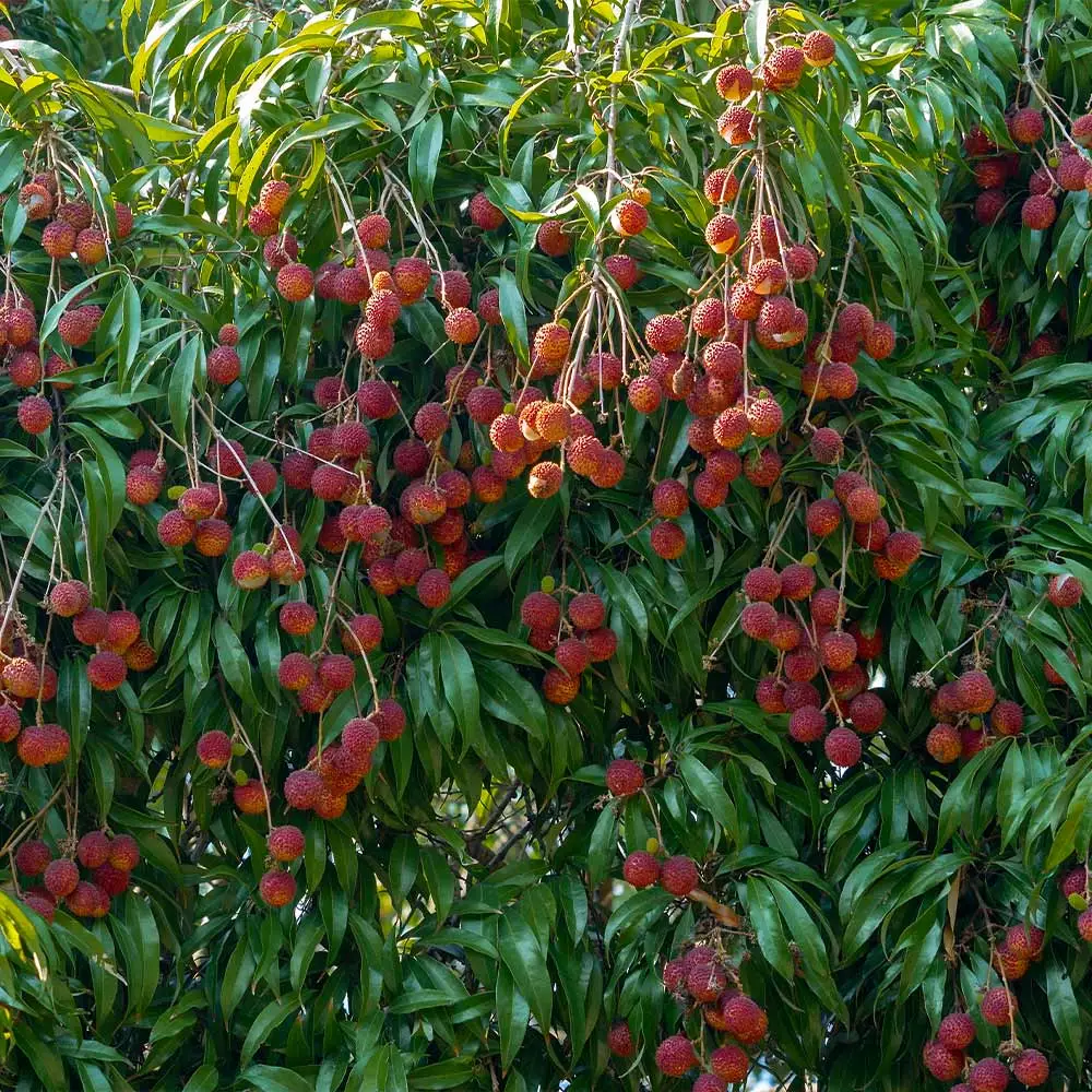 Fast Growing Trees Lychee Tree See All Fruit Trees 5 Fast Growing Trees Lychee Tree See All Fruit Trees