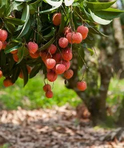 Fast Growing Trees Lychee Tree See All Fruit Trees