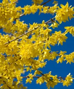 Fast Growing Trees Lynwood Gold Forsythia Shrub