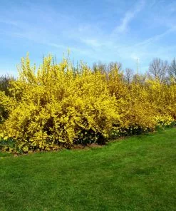 Fast Growing Trees Lynwood Gold Forsythia Shrub