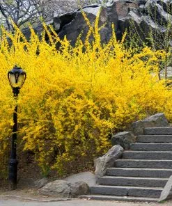 Fast Growing Trees Lynwood Gold Forsythia Shrub