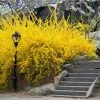 Fast Growing Trees Lynwood Gold Forsythia Shrub 1 Fast Growing Trees Lynwood Gold Forsythia Shrub
