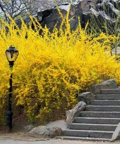Fast Growing Trees Lynwood Gold Forsythia Shrub