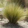 Fast Growing Trees Mexican Feather Grass Ornamental Grasses