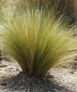 Fast Growing Trees Mexican Feather Grass Ornamental Grasses